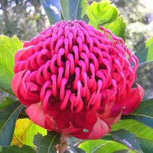 Telopea speciosissima ‘Waratah’