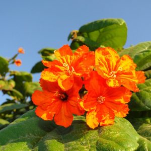Cordia sebestena or Orange Geiger Tree