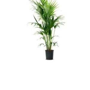 Kentia Palm