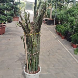 Euphoria Cactus