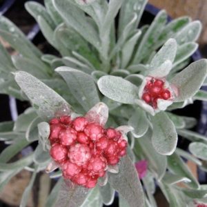 HELICHRYSUM RUBY CLUSTERS