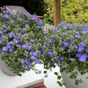 Convolvulus Purple Rippled Moon 140mm