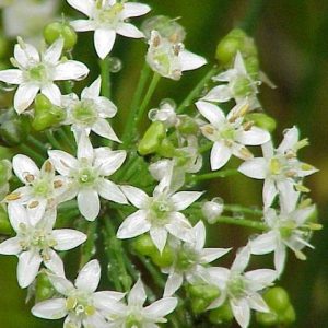 Allium tuberosa – Garlic Chives seeds x100