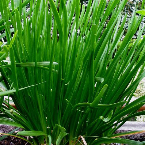 Allium tuberosa – Garlic Chives seeds x100 - Image 3
