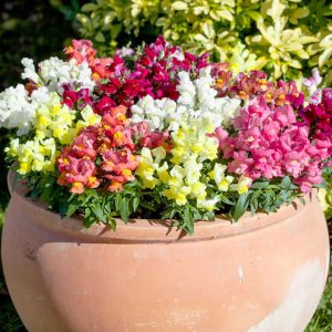 Antirrhinum majus pumilum cv – Snapdragon Crackle & Pop Mix seeds x 75