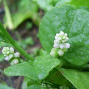 Basella alba – Malabar Spinach seeds x 32 grams approx, 1000 seeds (bulk)