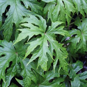 Begonia pedatifida ‘Apalala’
