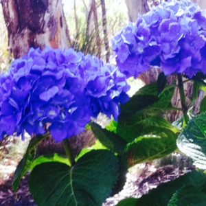 Blue/Purple mophead Hydrangeas bundle starter pack of 5+Goodies. Ideal Gift too.