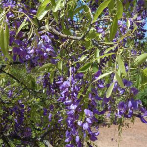 Bolusanthus speciosus