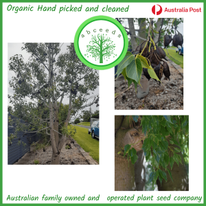 Brachychiton diversifolius – Northern kurrajong (AN)