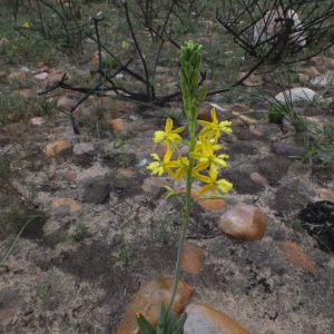 Bulbine praemorsa