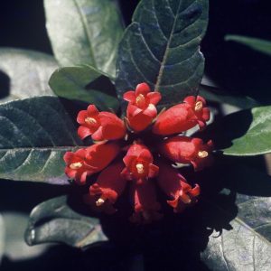 Burchellia bubalina
