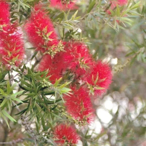 Callistemon cv Red Pendula – Bottlebrush (AN)