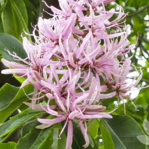 Calodendron capense – Cape Chestnut seed x3
