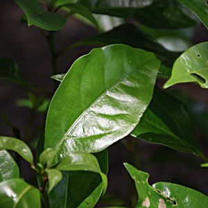 Camphor White 100% Pure Essential Oil