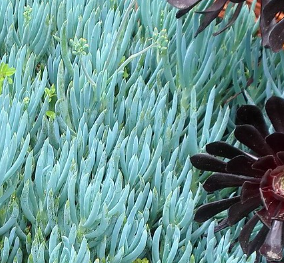 Senecio Blue Chalk Sticks