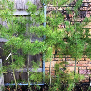 Chinese White Pine