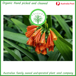Clivia nobilis – Bush lily, Natal lily, or Kaffir lily