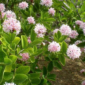 Fragrant Pompom Tree (dais cotinifolia)