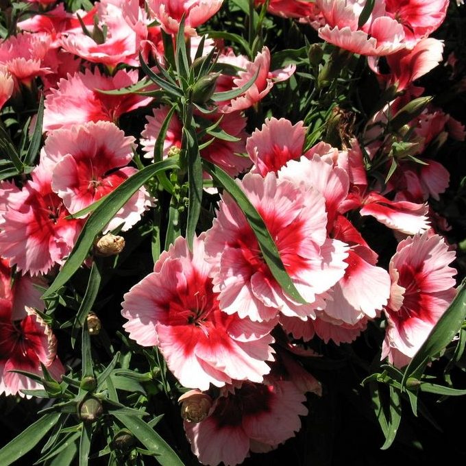 Dianthus chinensis cv – Dianthus Super Parfait Raspberry seed x80 - Image 3