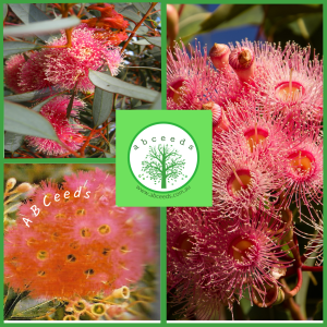 Corymbia Ficifolia cv Pink – Eucalyptus/Gum Tree (pink form) (AN)