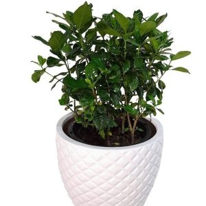 Gardenia Jasminoides with pot (+20 Pot Option)