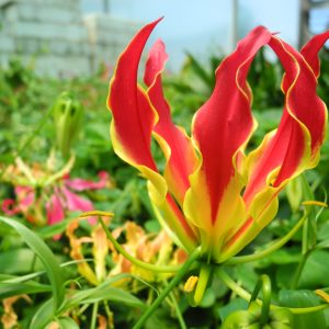 Gloriosa superba – Tubers