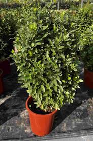 Green Rocket “Euonymus Japonica Albomarginatus”