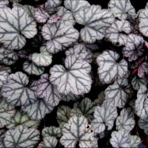 Heuchera americana – Heuchera Metallica x50