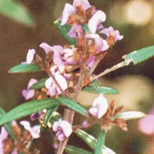 Hovea Acutifolia – Purple Pea Bush (AN)