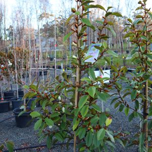 Magnolia (syn. Michelia) hybrid var. ‘Cream Fairy’ pbr