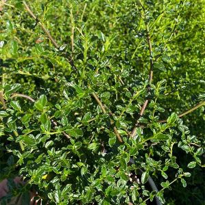 Joan Mirov Ceanothus