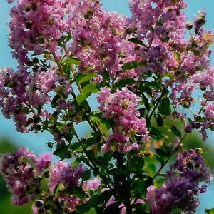 Lagerstroemia indica – dwarf (NN)