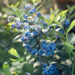 Legacy Blueberry