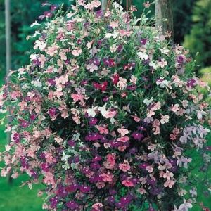 Lobelia erinus pendula cv – Lobelia Cascade Formula Mix seeds x100