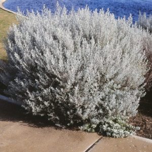 Olearia axillaris – Coastal Dune Daisy Seed x 40