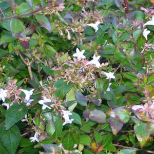 Abelia x grandiflora ‘Nana’ – Glossy Abelia.