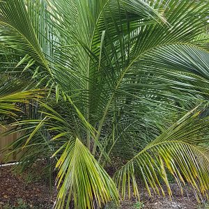 Lg. Madagascar Coconut Palm Tree (beccariophoenix alfredii)