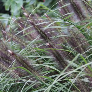 Pennisetum alopecuroides ‘Dark Desire’