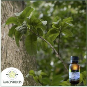 Peru Balsam Essential Oil (Myroxylon pereira)