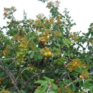 Canthium armatum