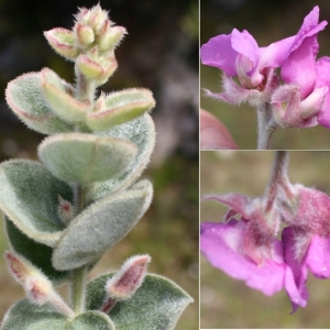 Podalyria cordata