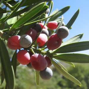Podocarpus latifolius