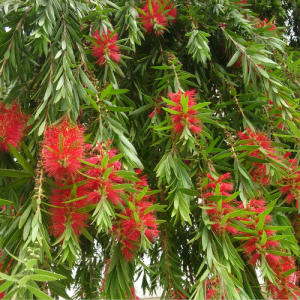Callistemon viminalis ‘Dawson River Weeper’ Bottlebrush