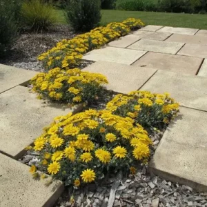 Gazania Double Gold TM ‘GT20’