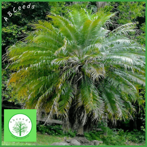Phoenix roebelenii – Dwarf Date Palm, Pygmy Date Palm