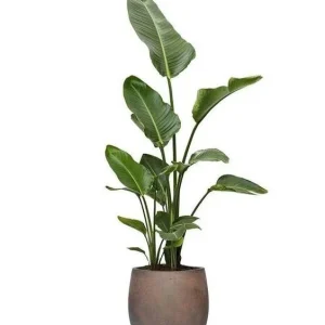 STRELITZIA NICOLAI-BIRD OF PARADISE / IN FIBER CLAY POT-110 – 125 CM TOTAL HT