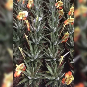 SUCCULENTS