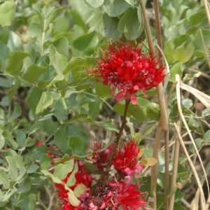 Schotia capitata