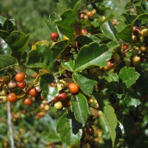 Searsia dentata